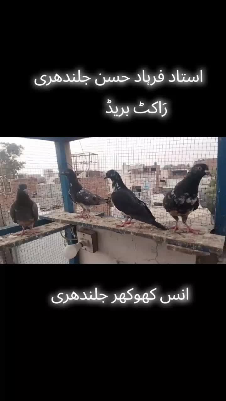 @𝘼𝙣𝙖𝙨_𝘖𝘬𝘢𝘳𝘢_333🕊️✨