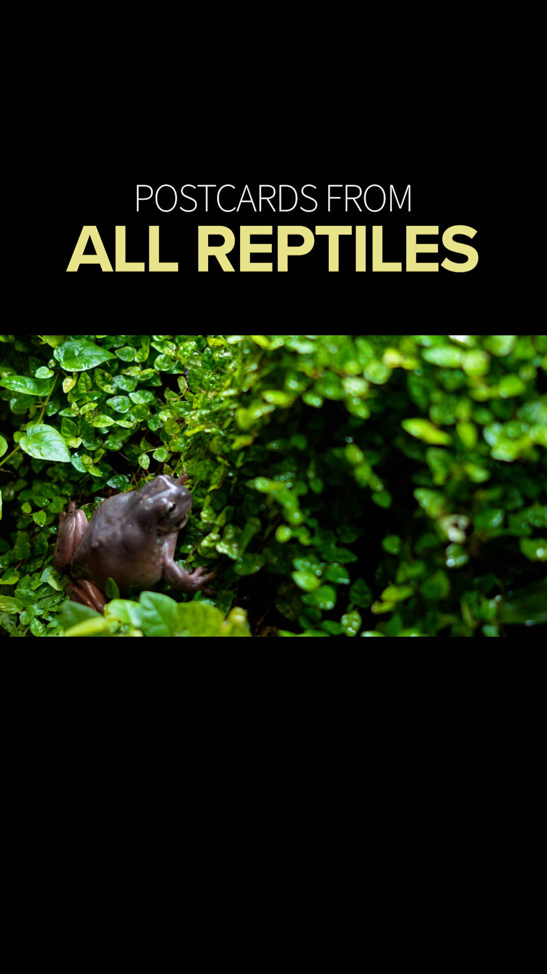 @All Reptiles