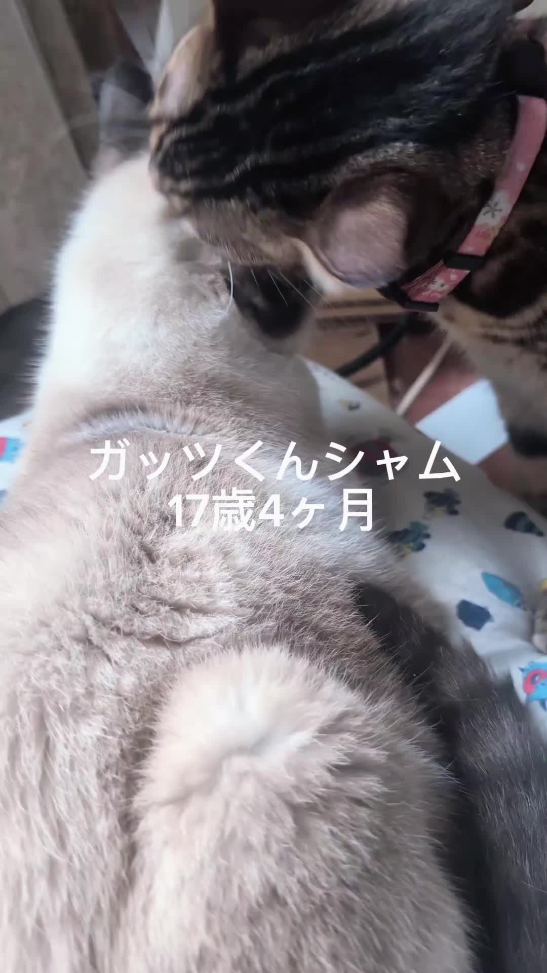 @すいぬこ😻