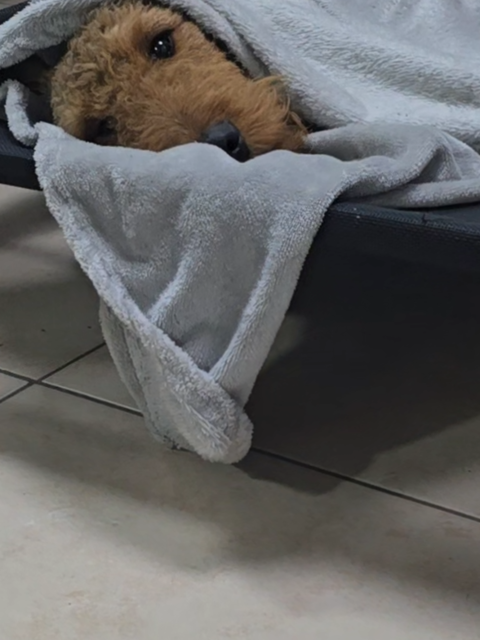 @Trufa Y M&aacute;ximo🐾Airedales