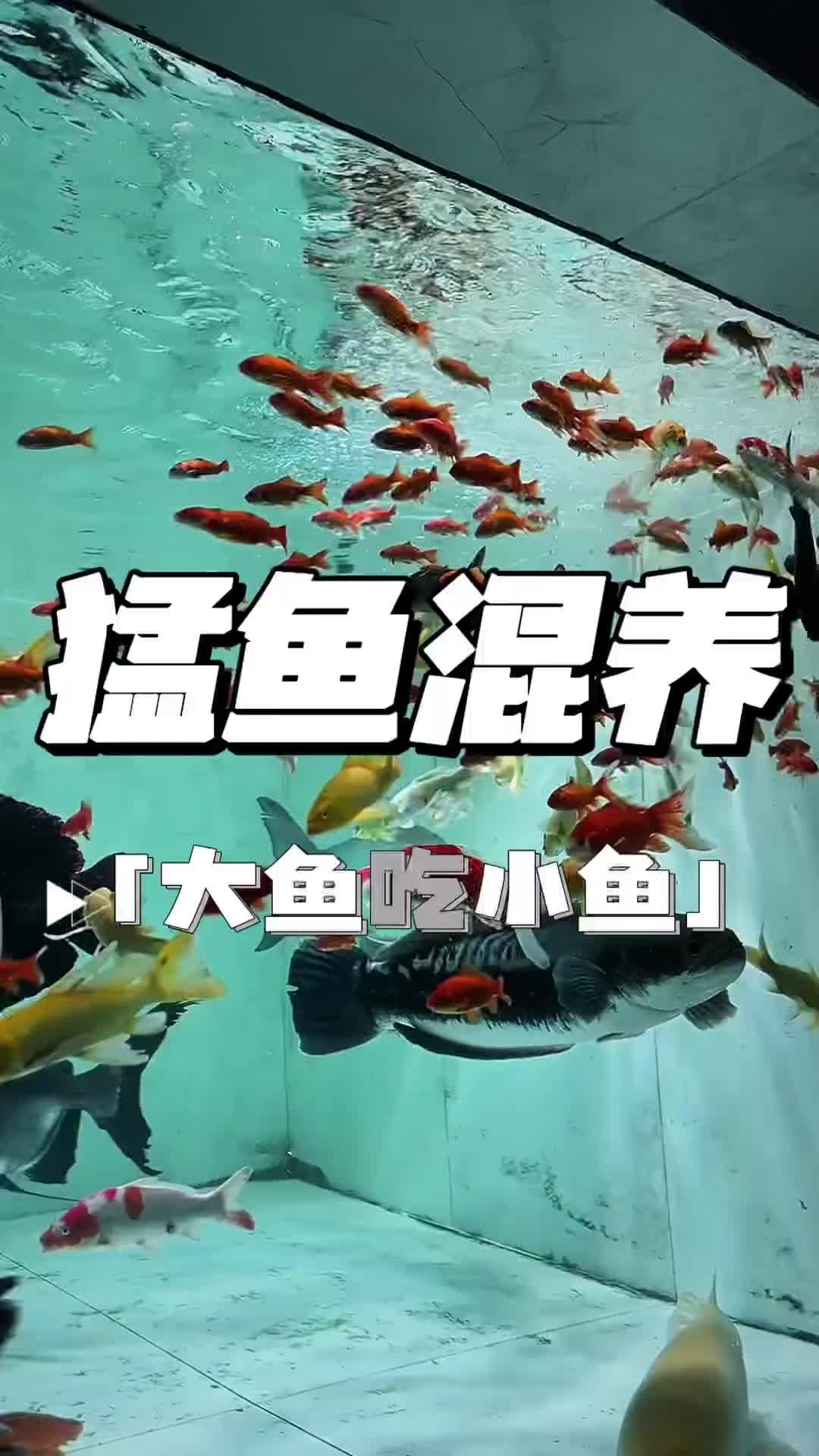 @Monsterfishkeeper