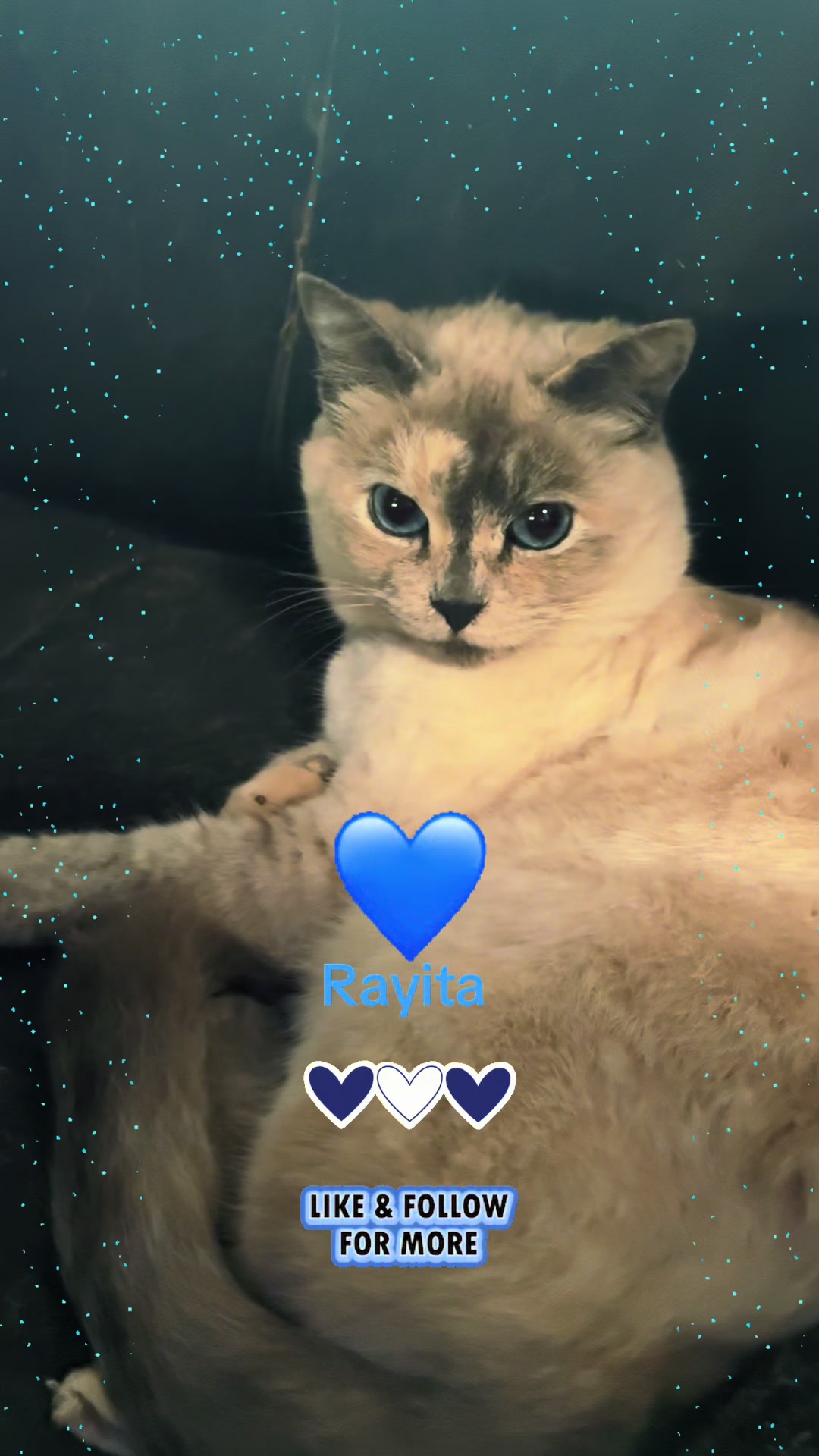 @Amri Gatitos