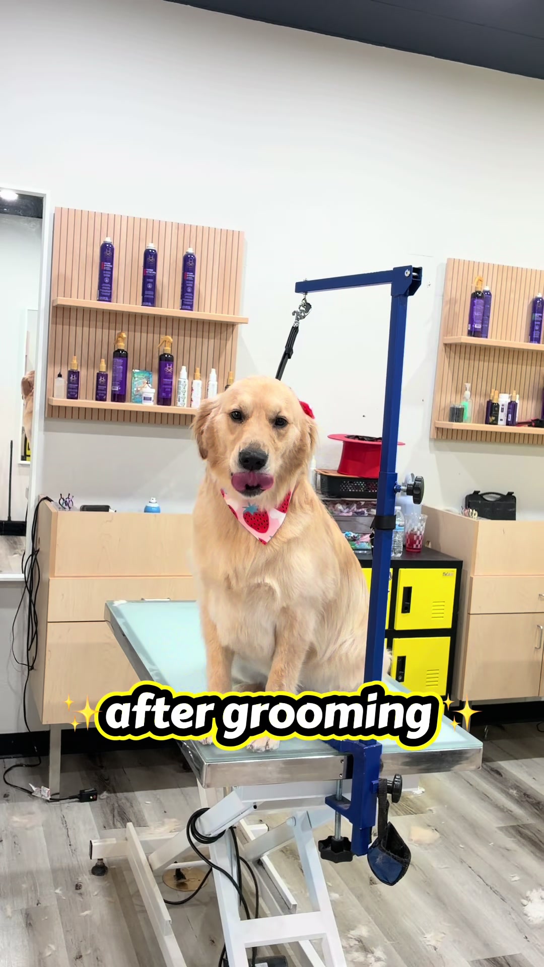 @Well Groomed Queen Creek