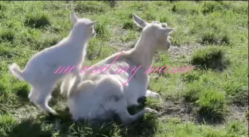 @abbilicious