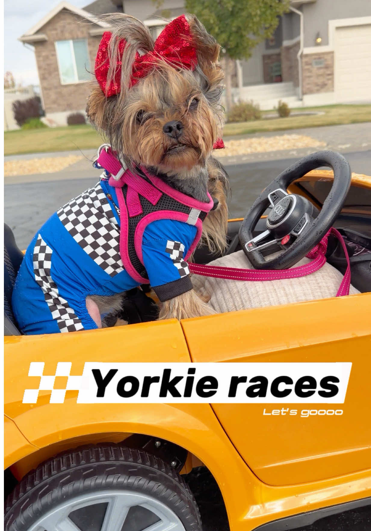 @The Utah Yorkies