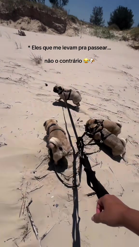 @pugSofyHarry