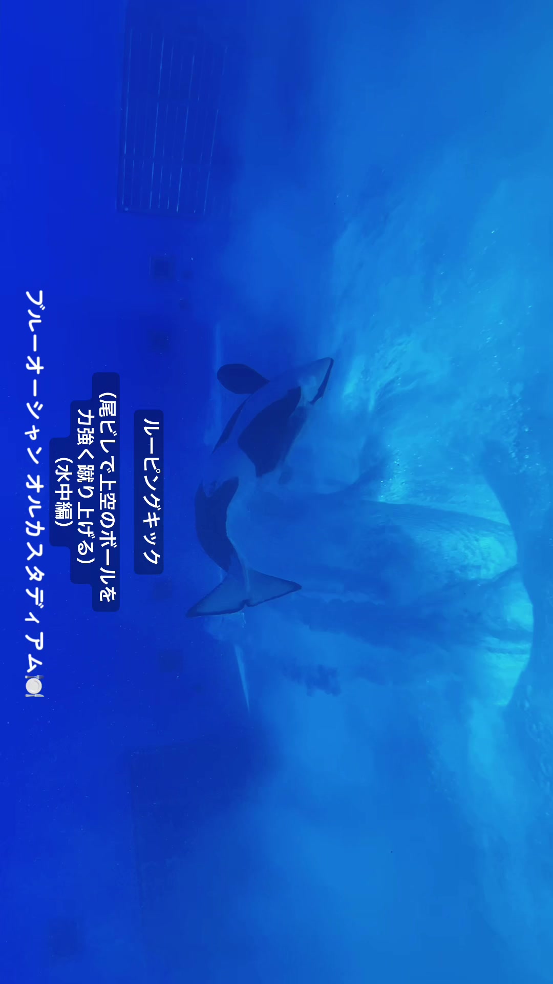 @️🫍シャチが癒し️🌈️️🫧