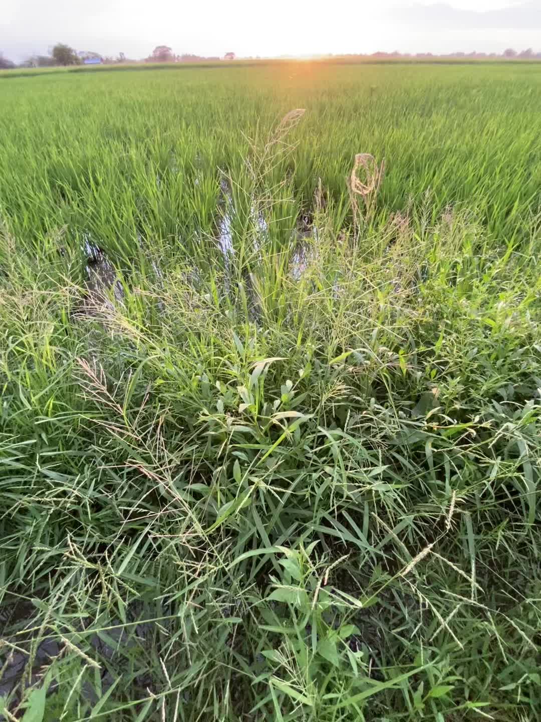 @sunlitsanctuary