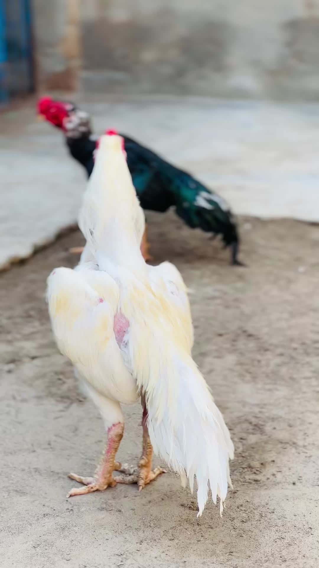 @Professionalaseelbirds2