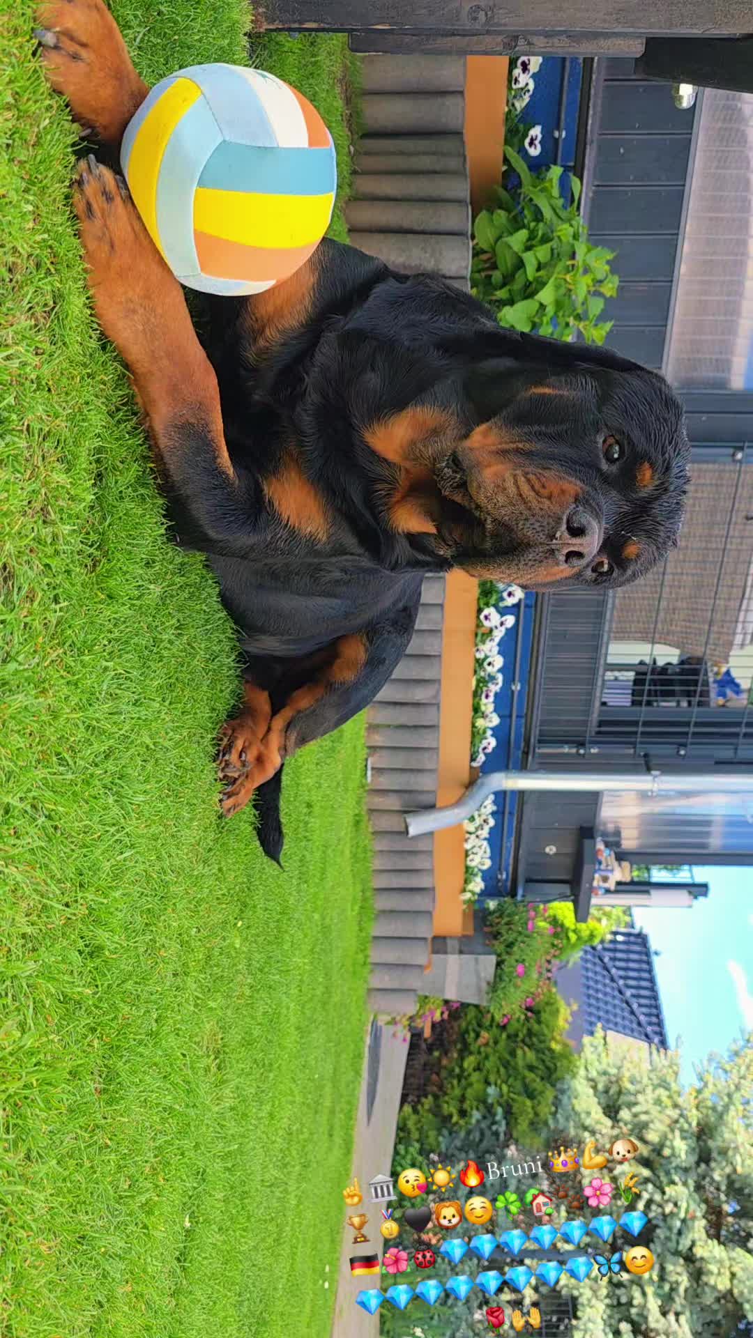 @Rottweiler Bruno