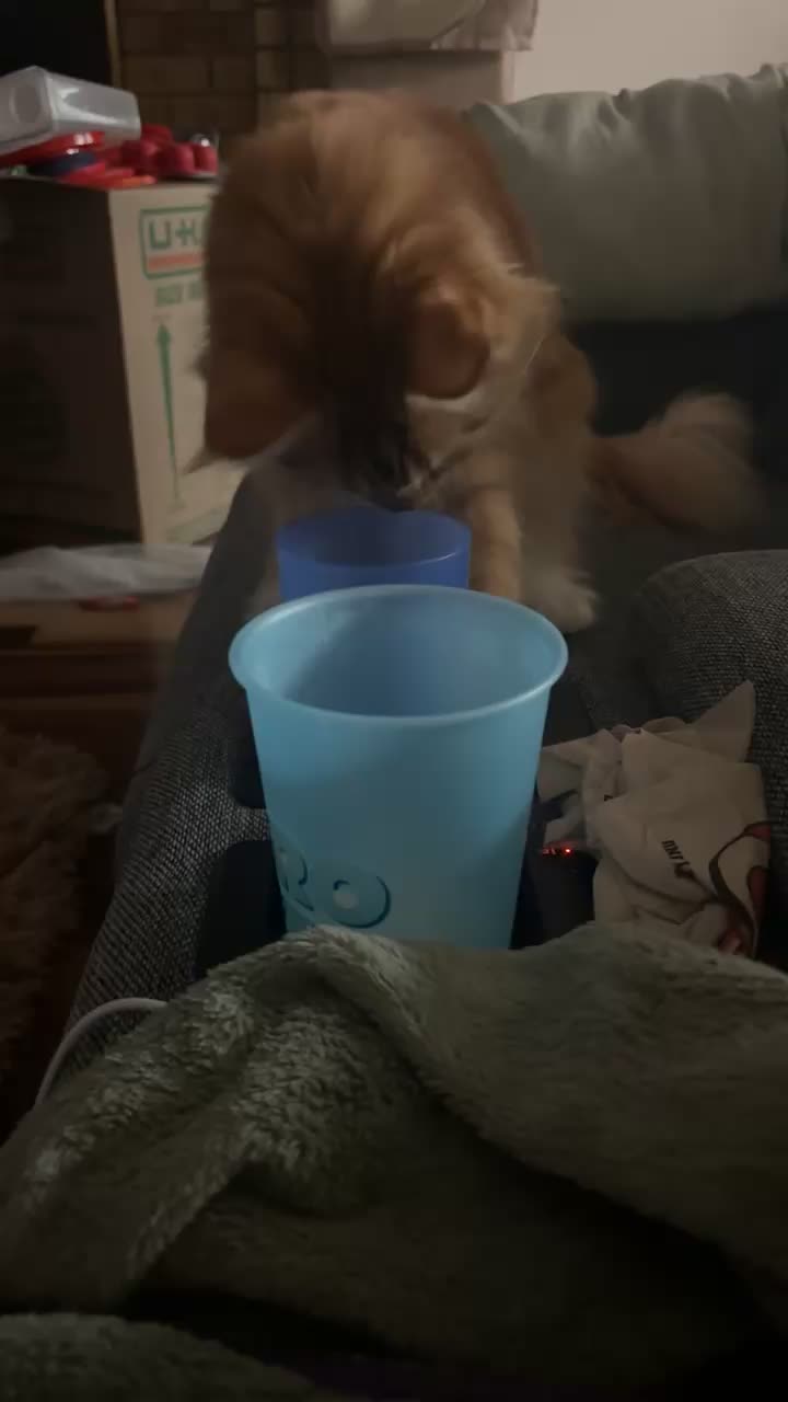 @thegorlsquad3