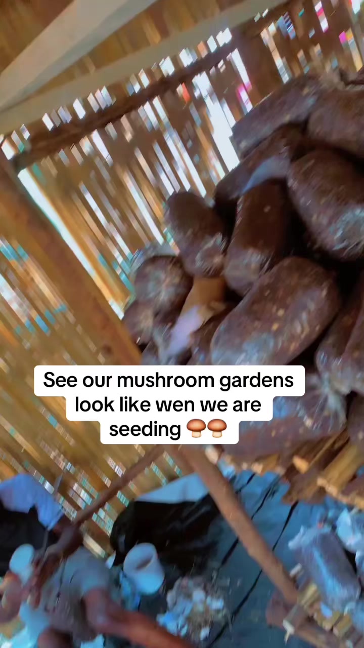 @BLESSED AGRICULTURAL MUSHROOM