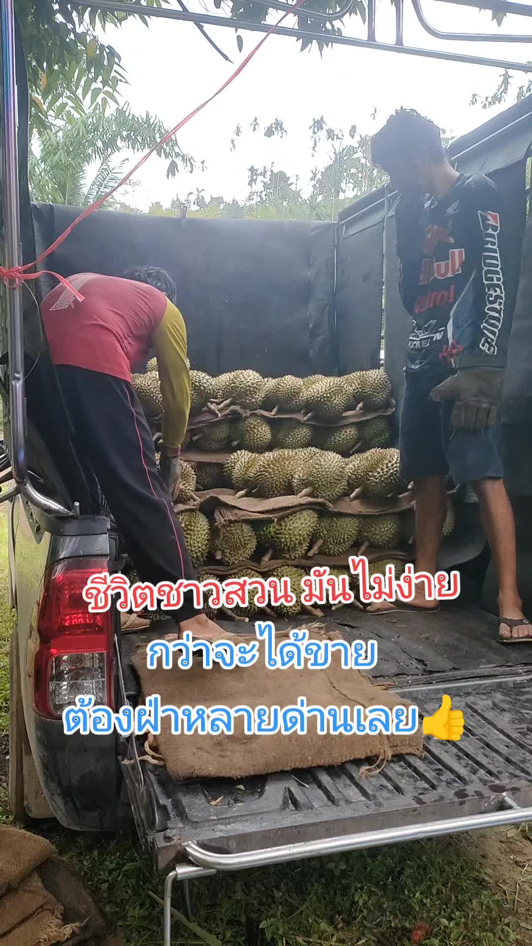 @สุจิตตรา ไชยสงค์