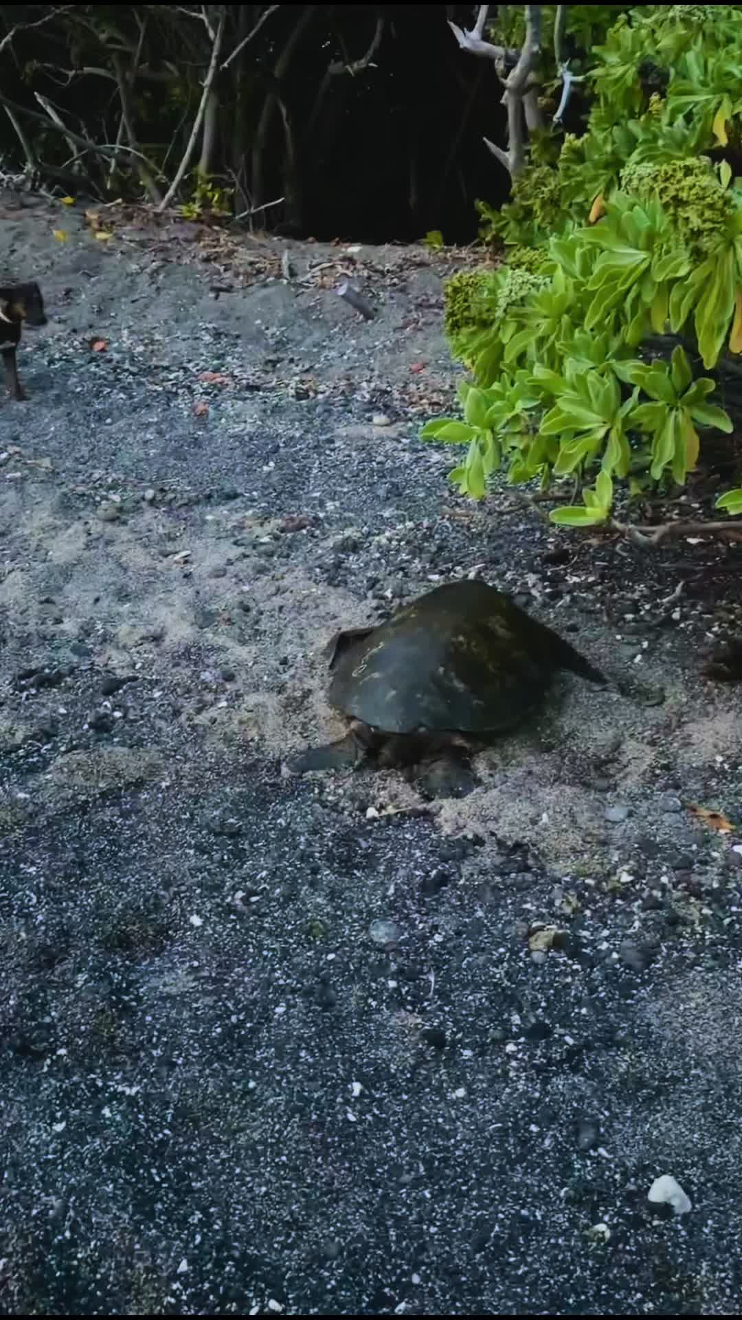 @Nicole in Hawaii