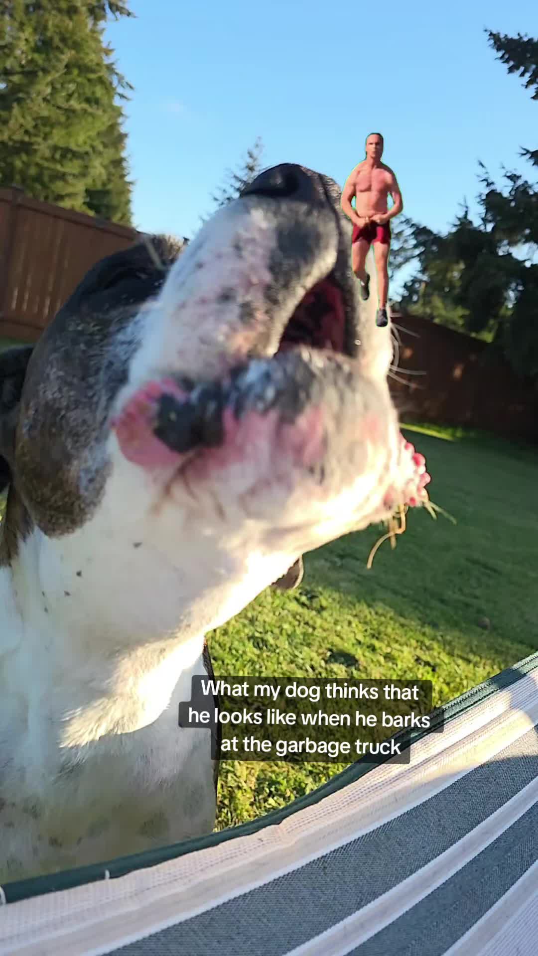 @BoxersLily&Elvis