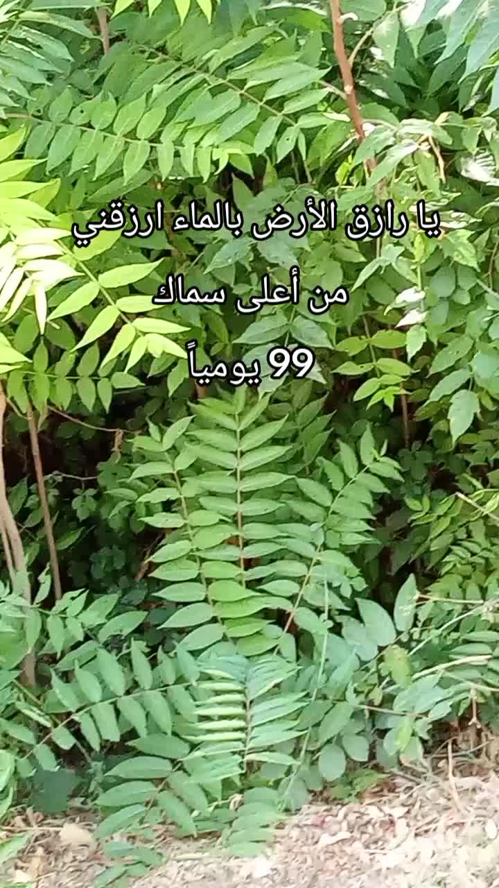 @jasmin Mirage