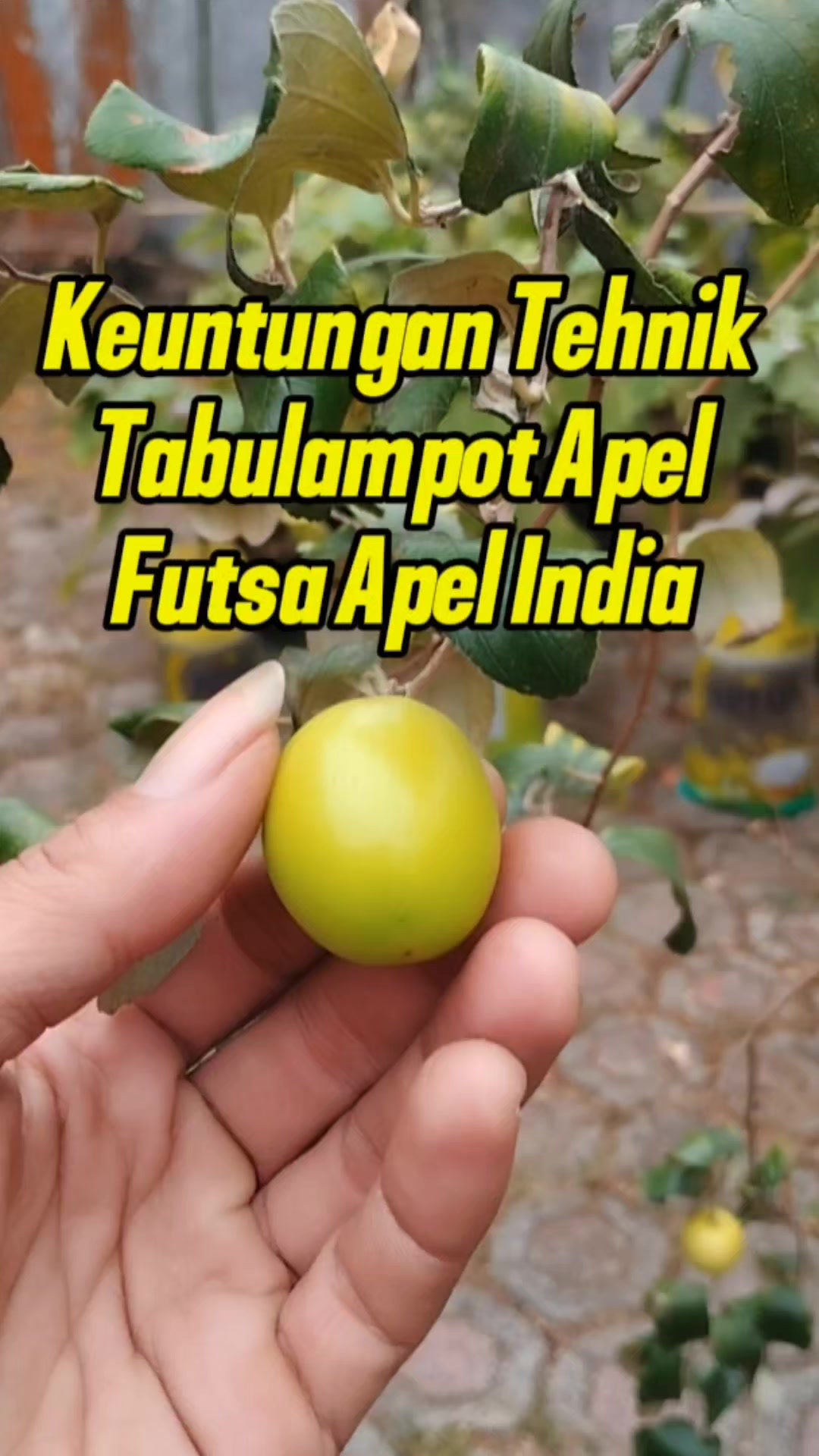 @Bukit Farming