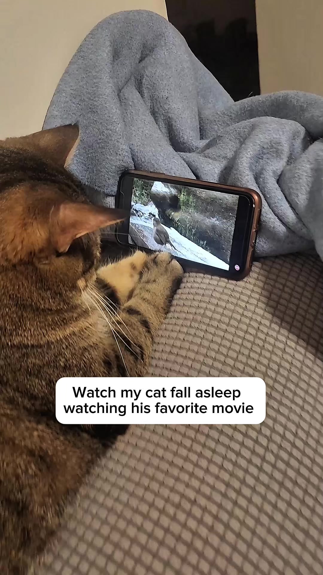 @Three Nawty Cats