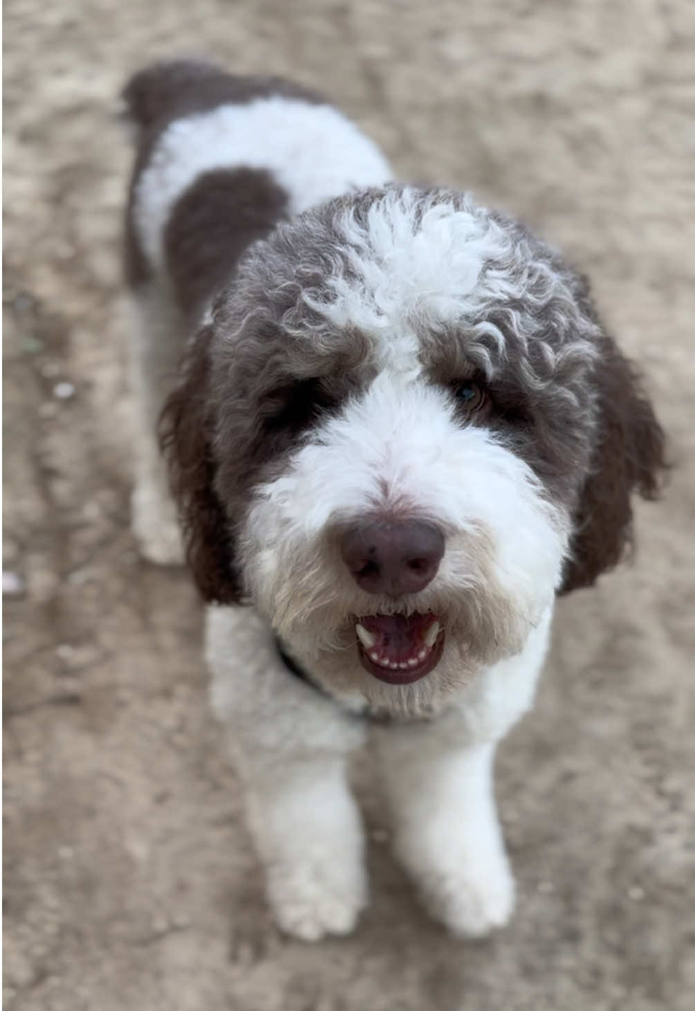 @TheScooterPup