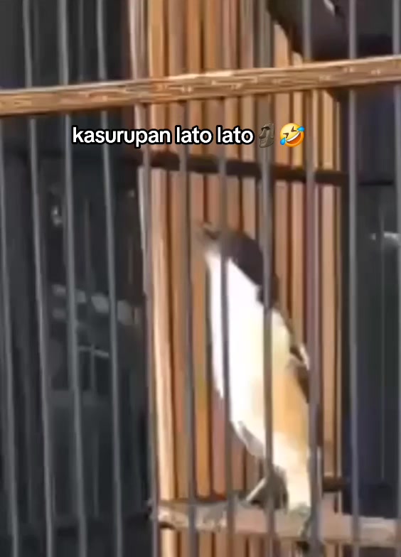 @Anyŭn_Little🕊