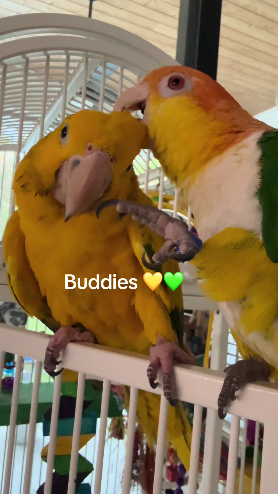 @Royal Bird Lady 💙