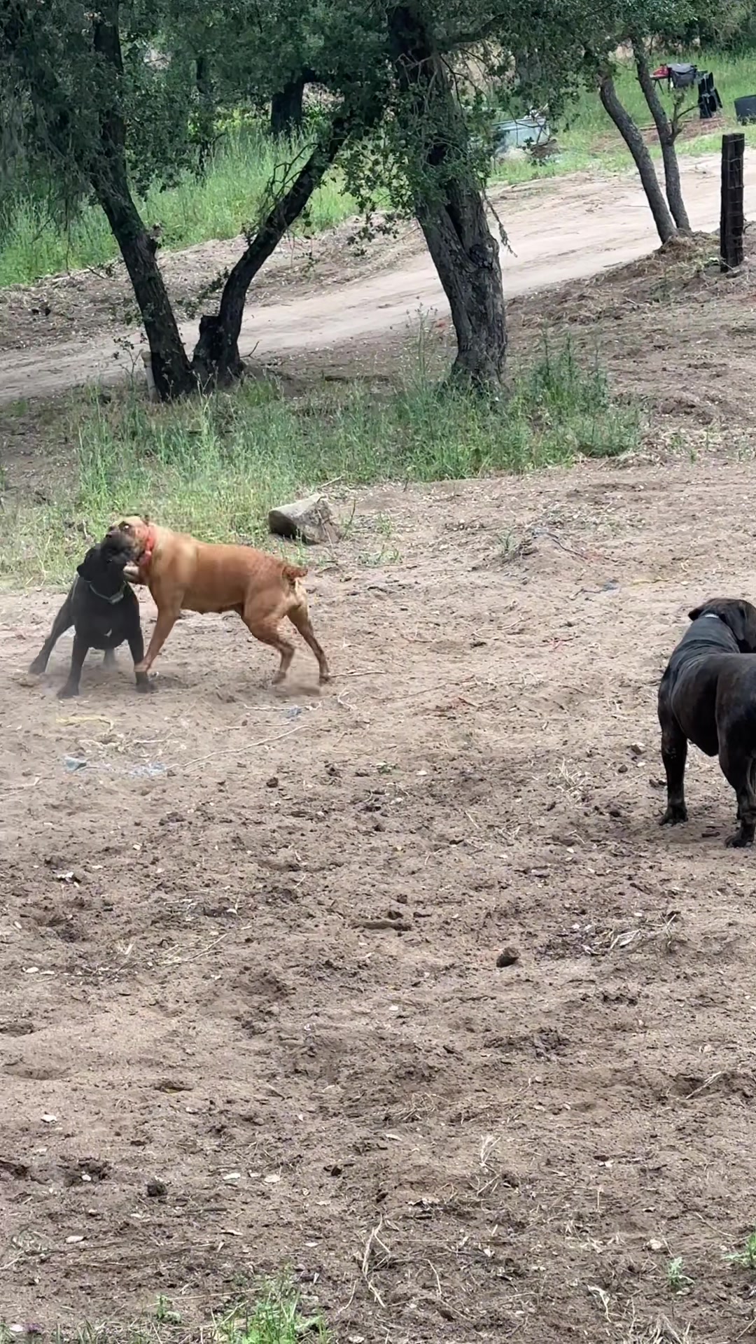 @Bigfoot Boerboels