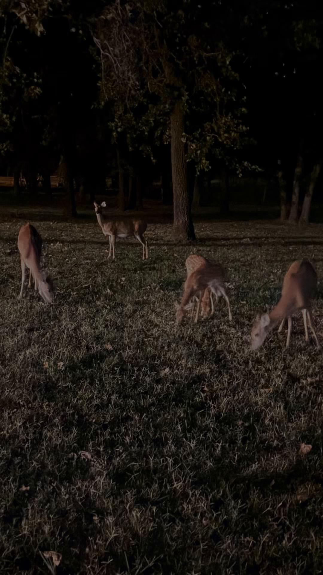 @Dogmansshadow