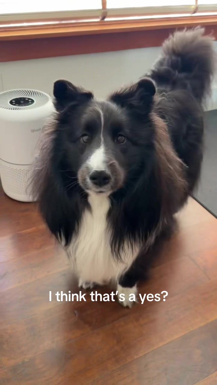 @beauthesheltie