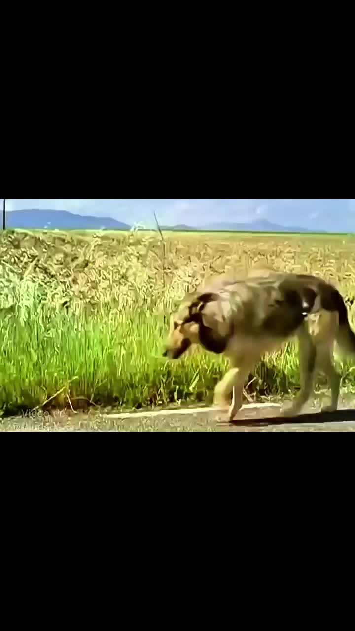 @ARMANDO.V.