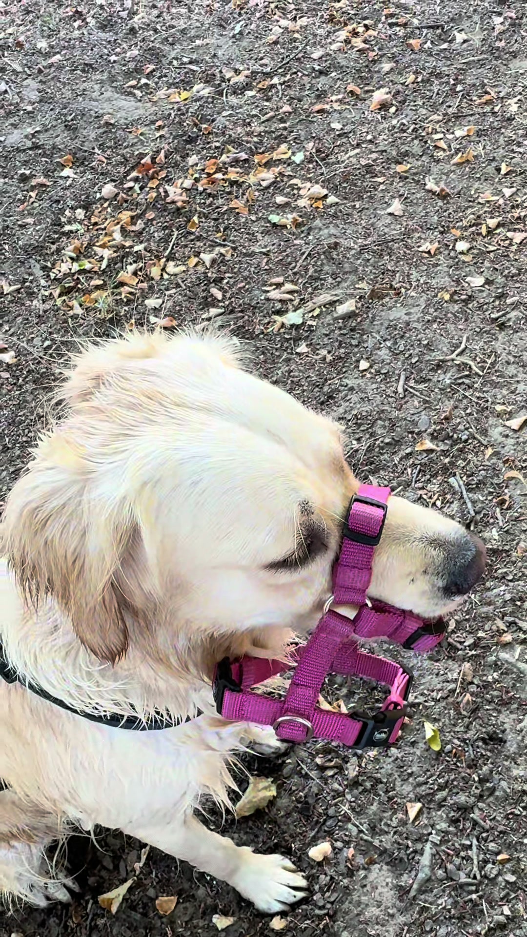 @The_Golden_Shila
