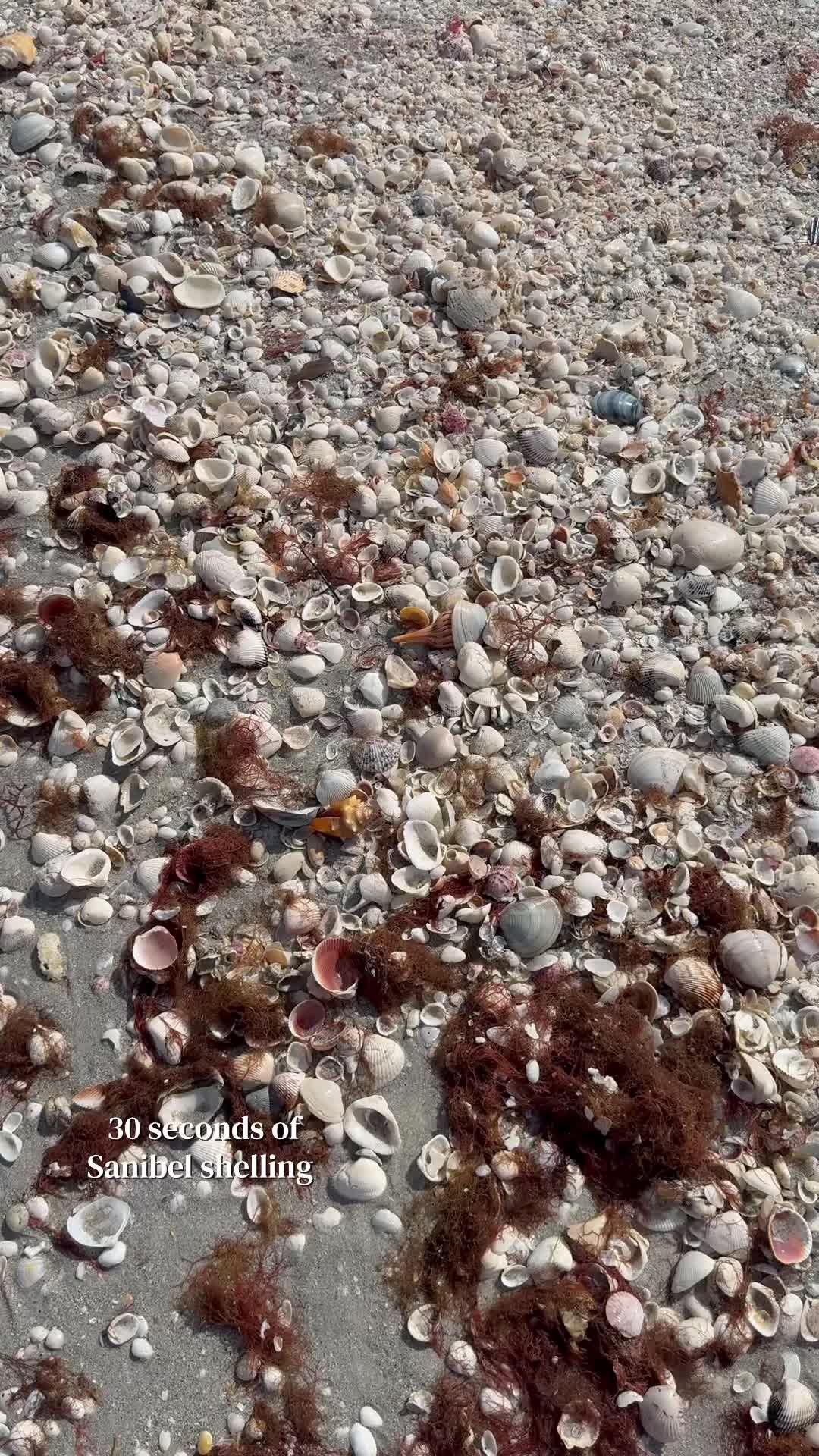 @Sanibel Sis