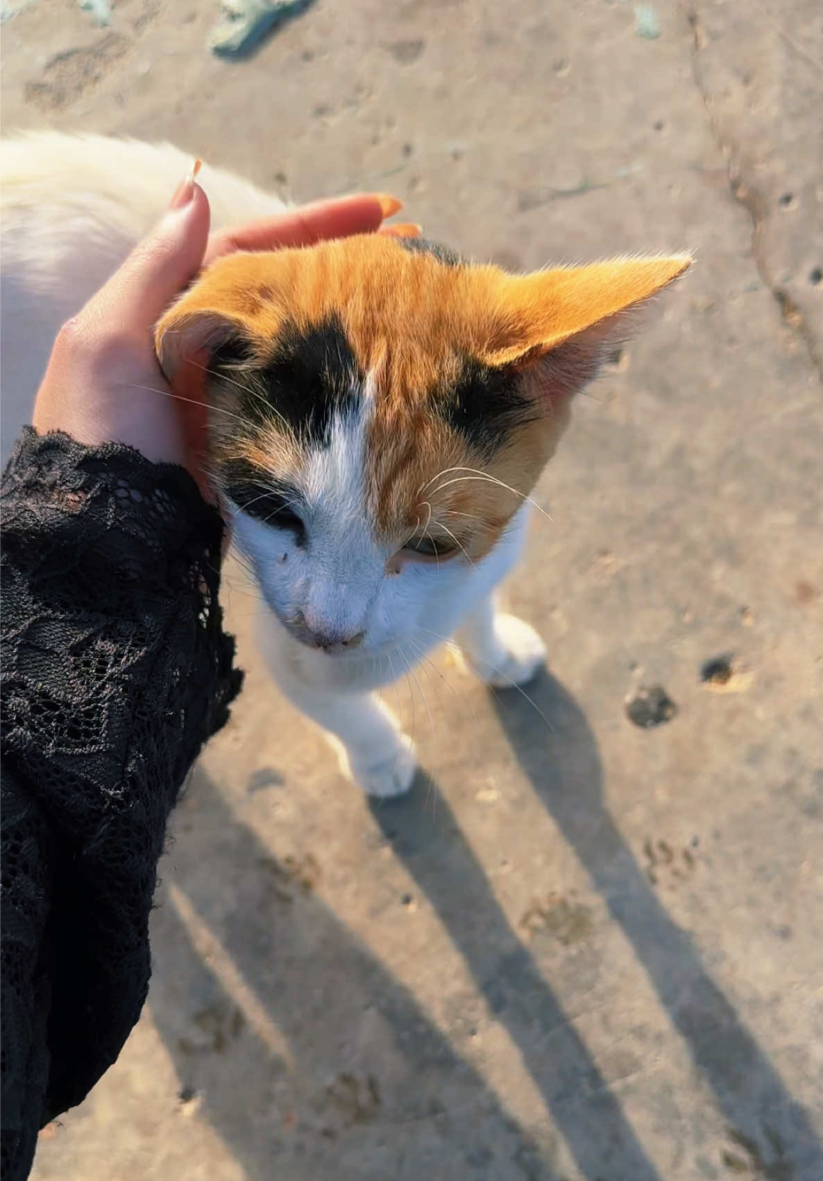 @𝓜 ᥫ᭡