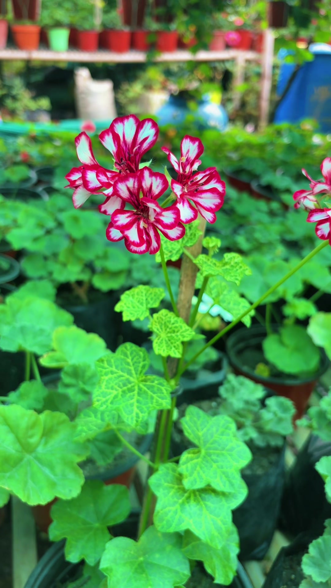 @Nirvan Nursery