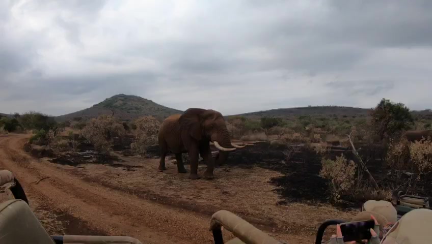 @South African Wanderer