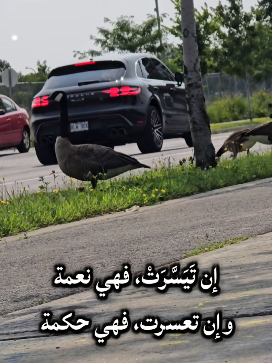 @🦅♟️الكاسح السوري♟️🦅