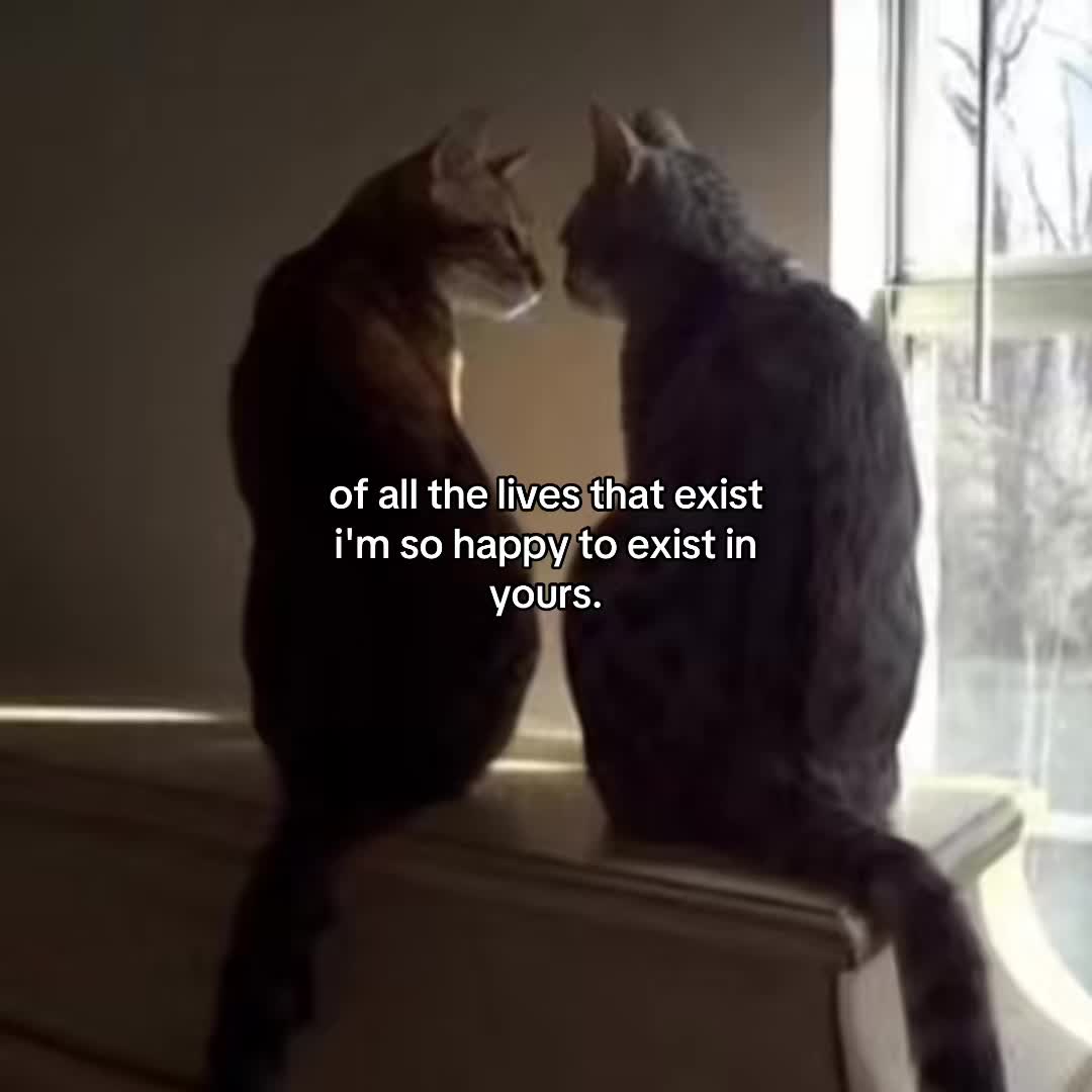 @Alice.cattok