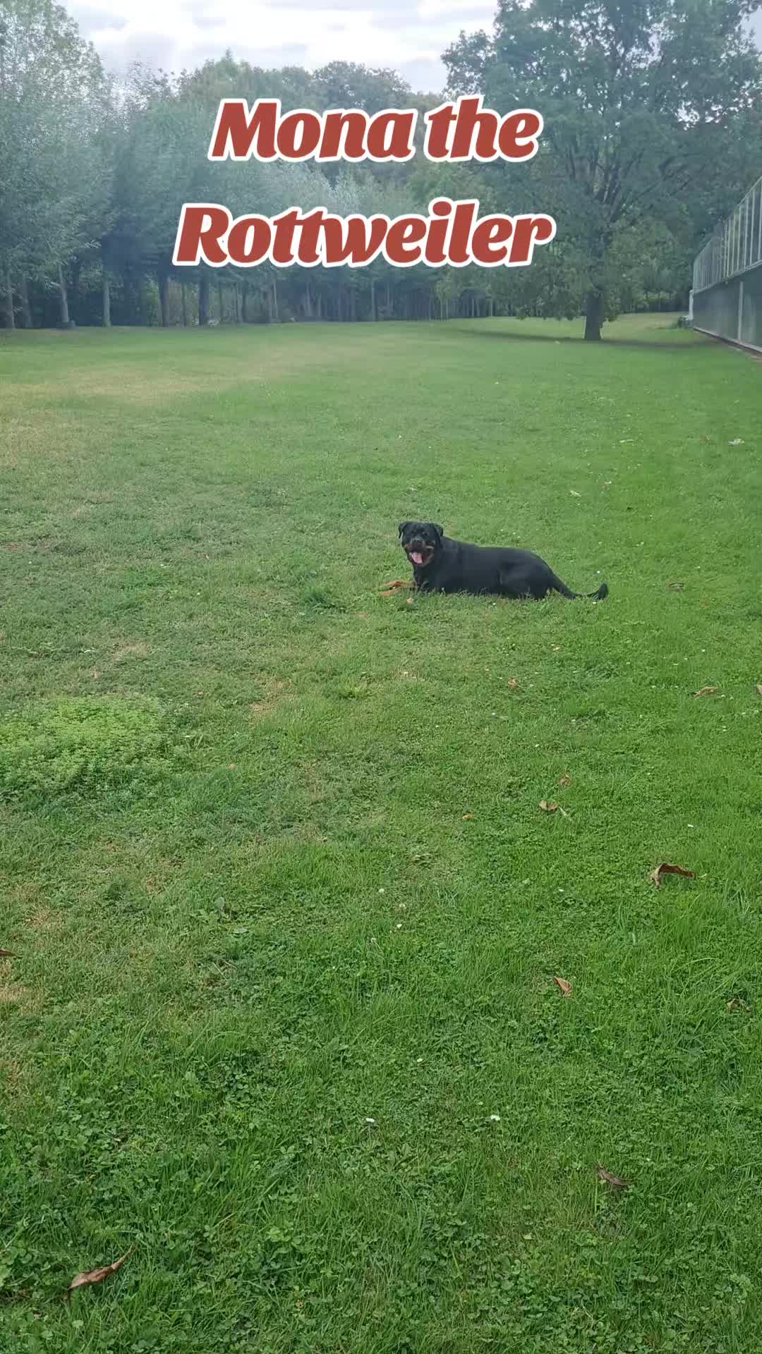 @Mona the Rottweiler