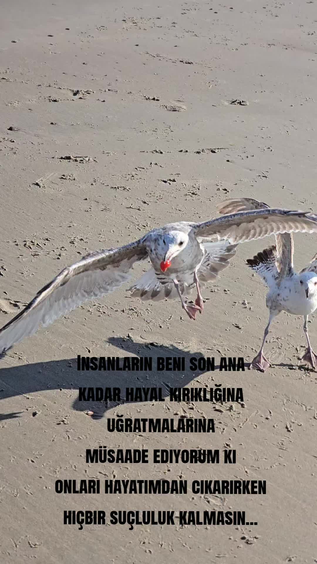 @Selay