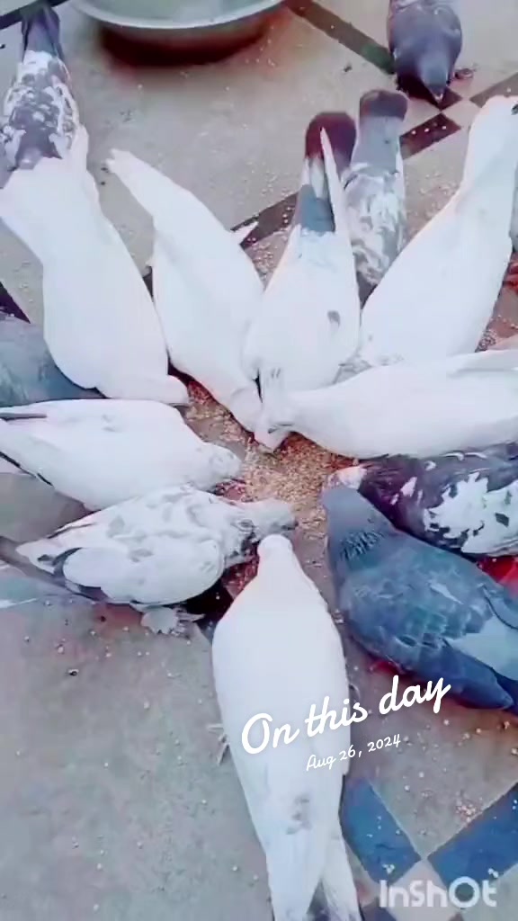 @Sk. siyal