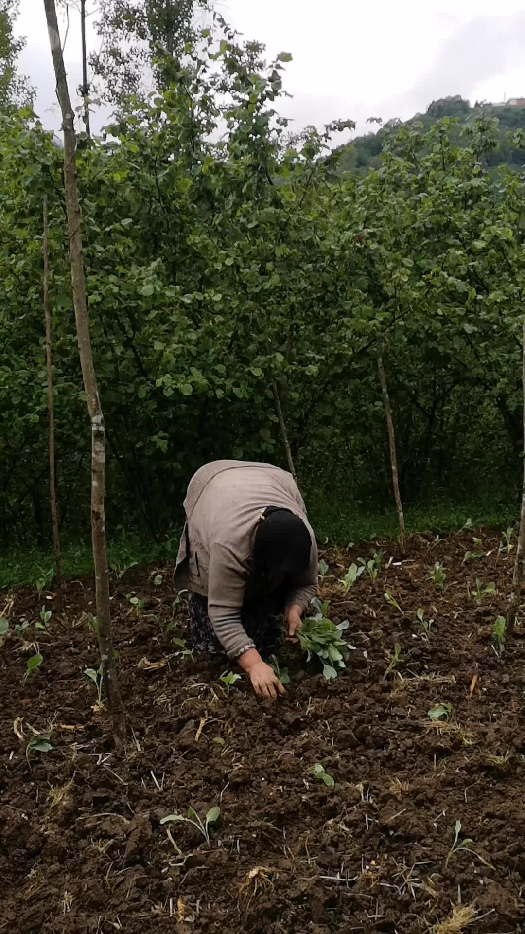 @Zoğa
