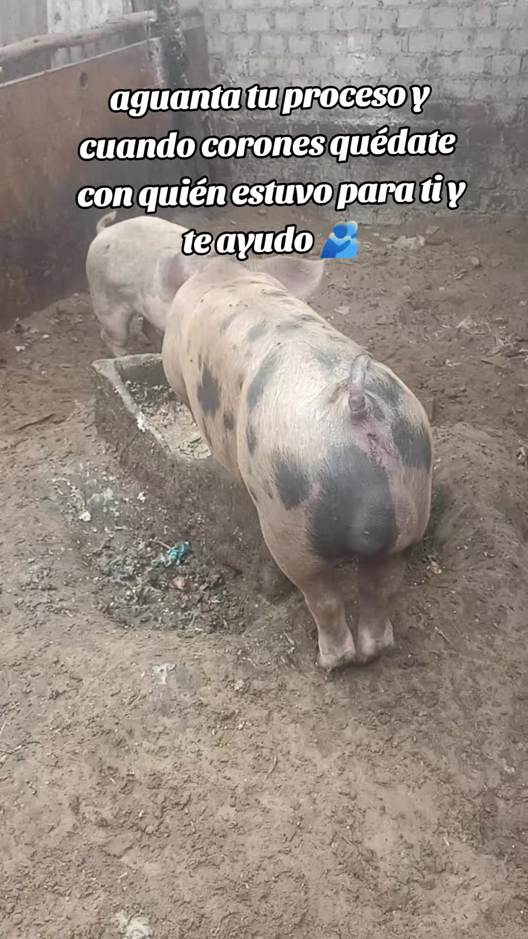 @BRAYAN .R. 🐷