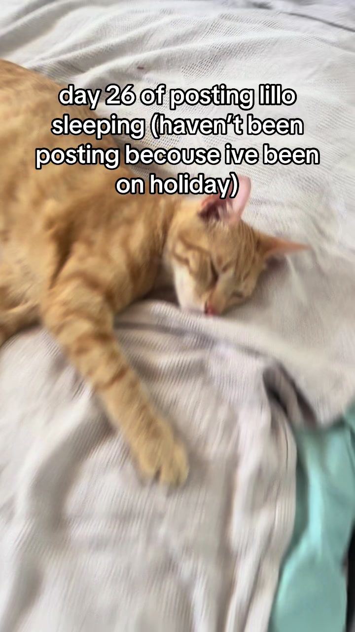 @lillo🐱🐈🐾