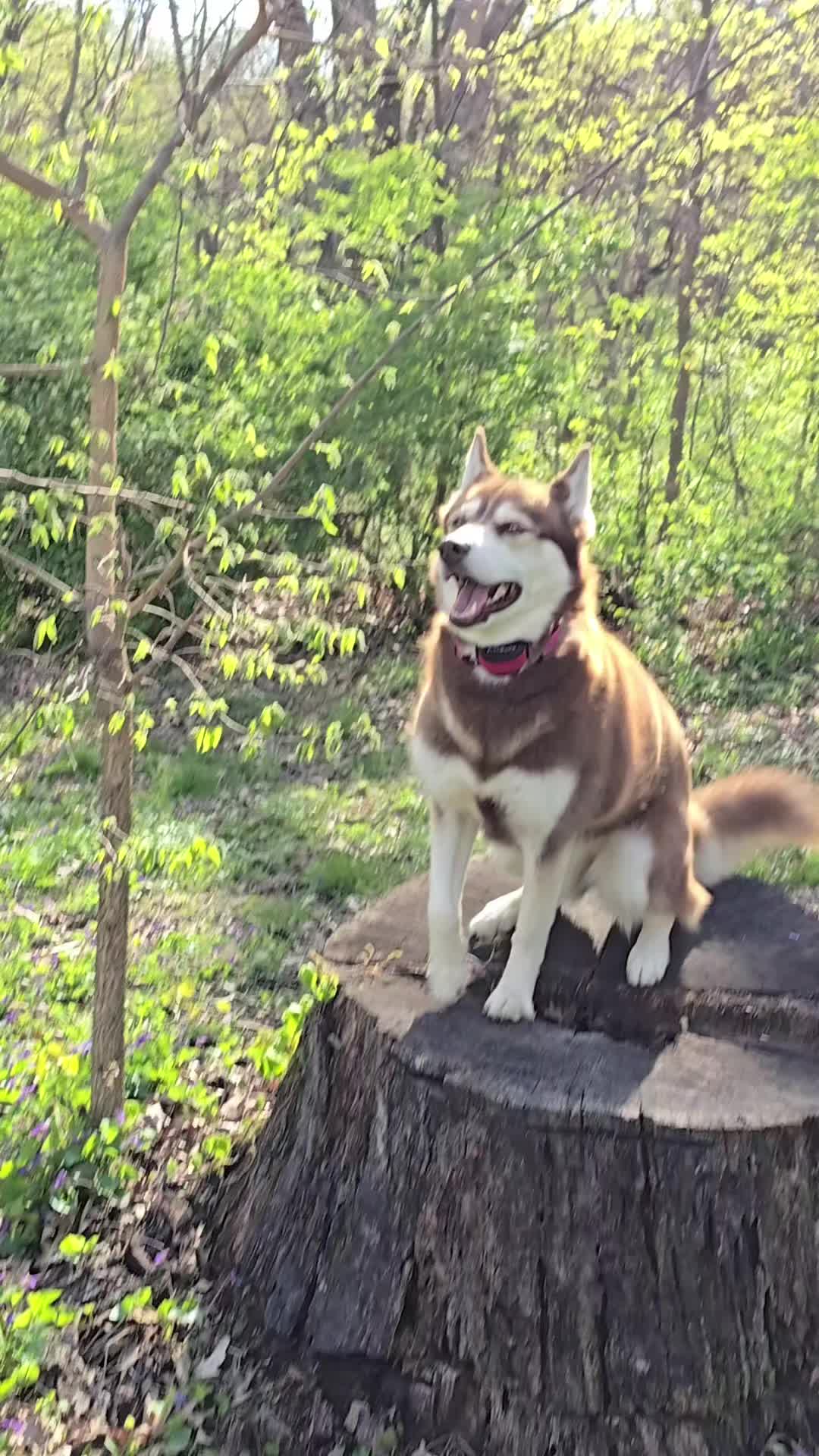 @Diane | Huskies-Jack & Jill