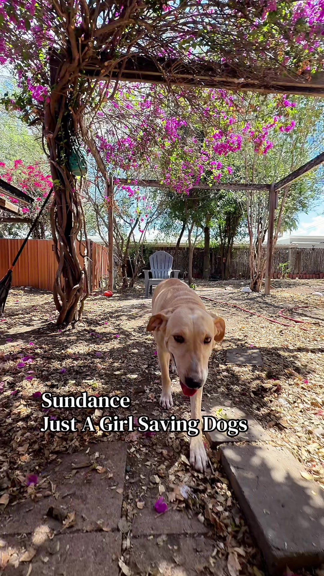@Just A Girl Saving Dogs
