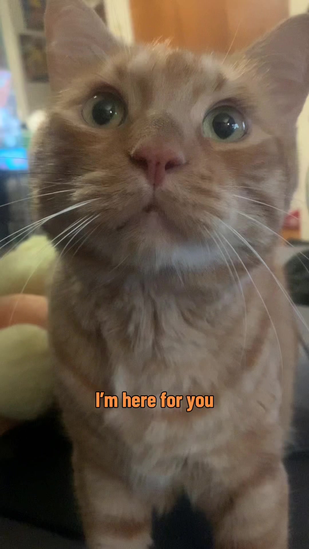 @diycatgeek (Wally & Howl)