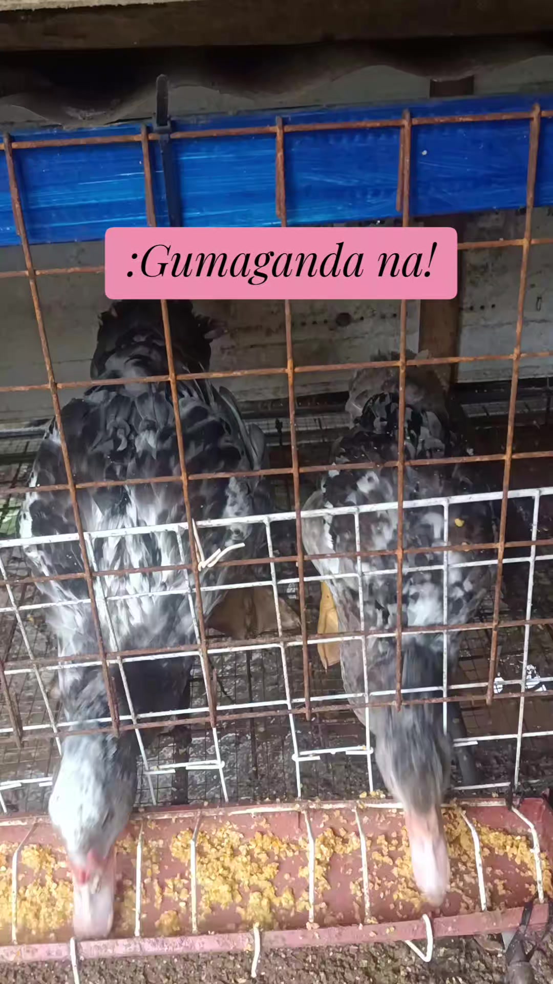 @Mabikas Agripamilya