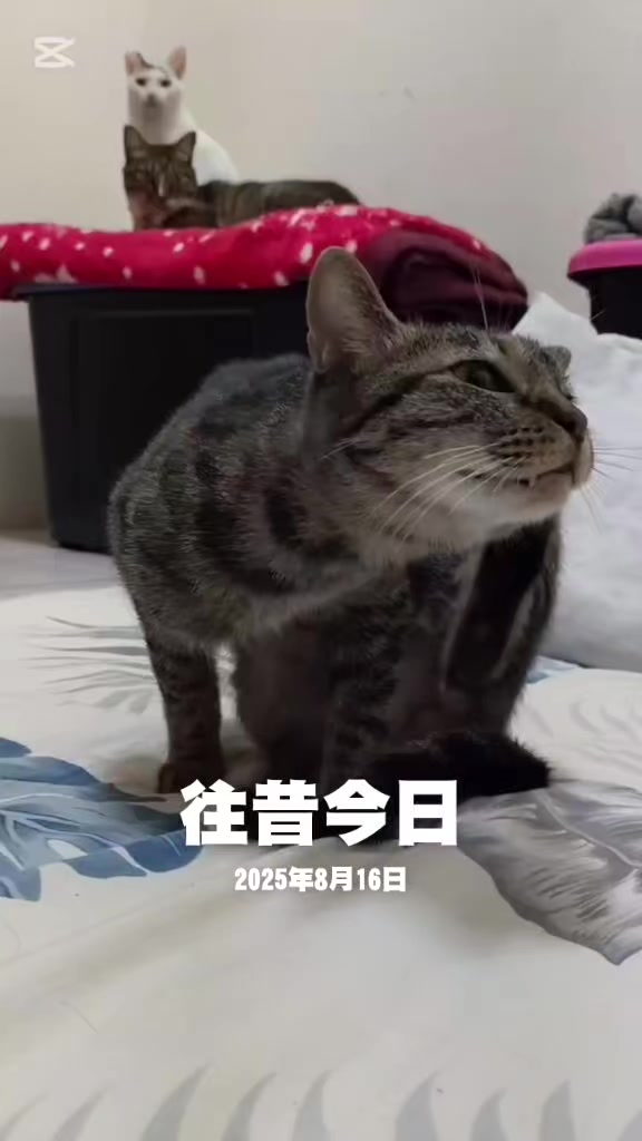 @糧巢偉-貓咪執事