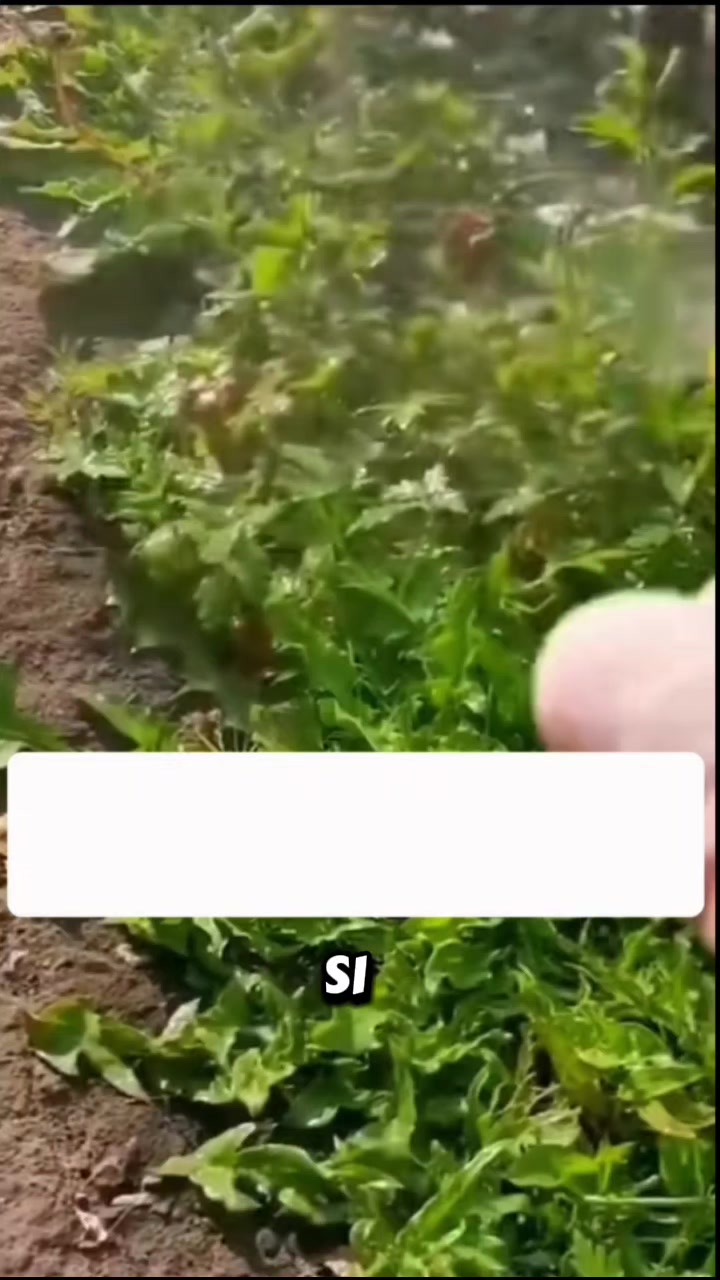 @Osshira| Jardineria y Huerto