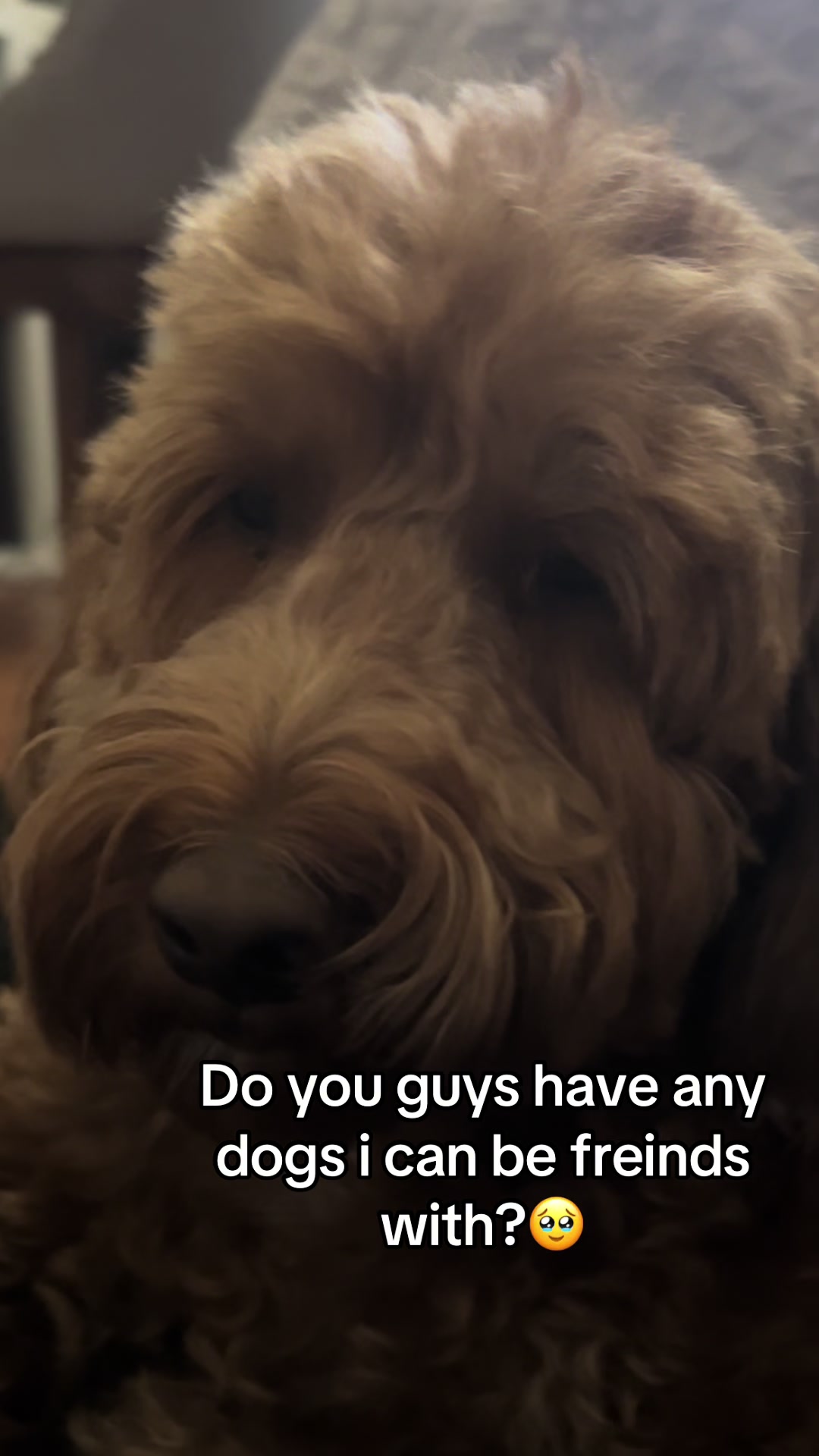 @Goldendoodlelover