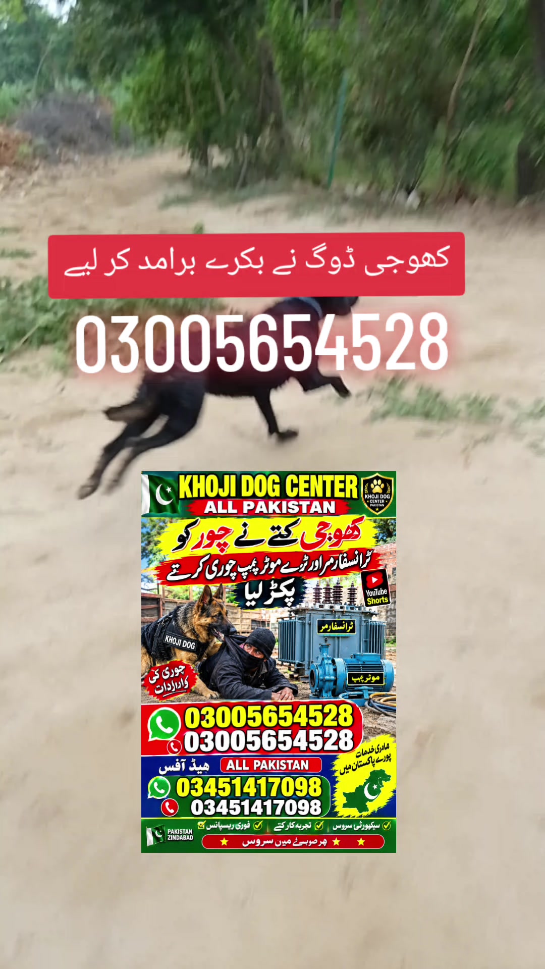 @khoji dog contact number